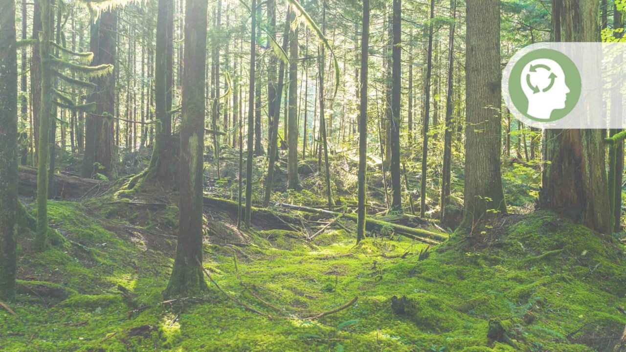 Skog med et ikon for grønt tankesett 