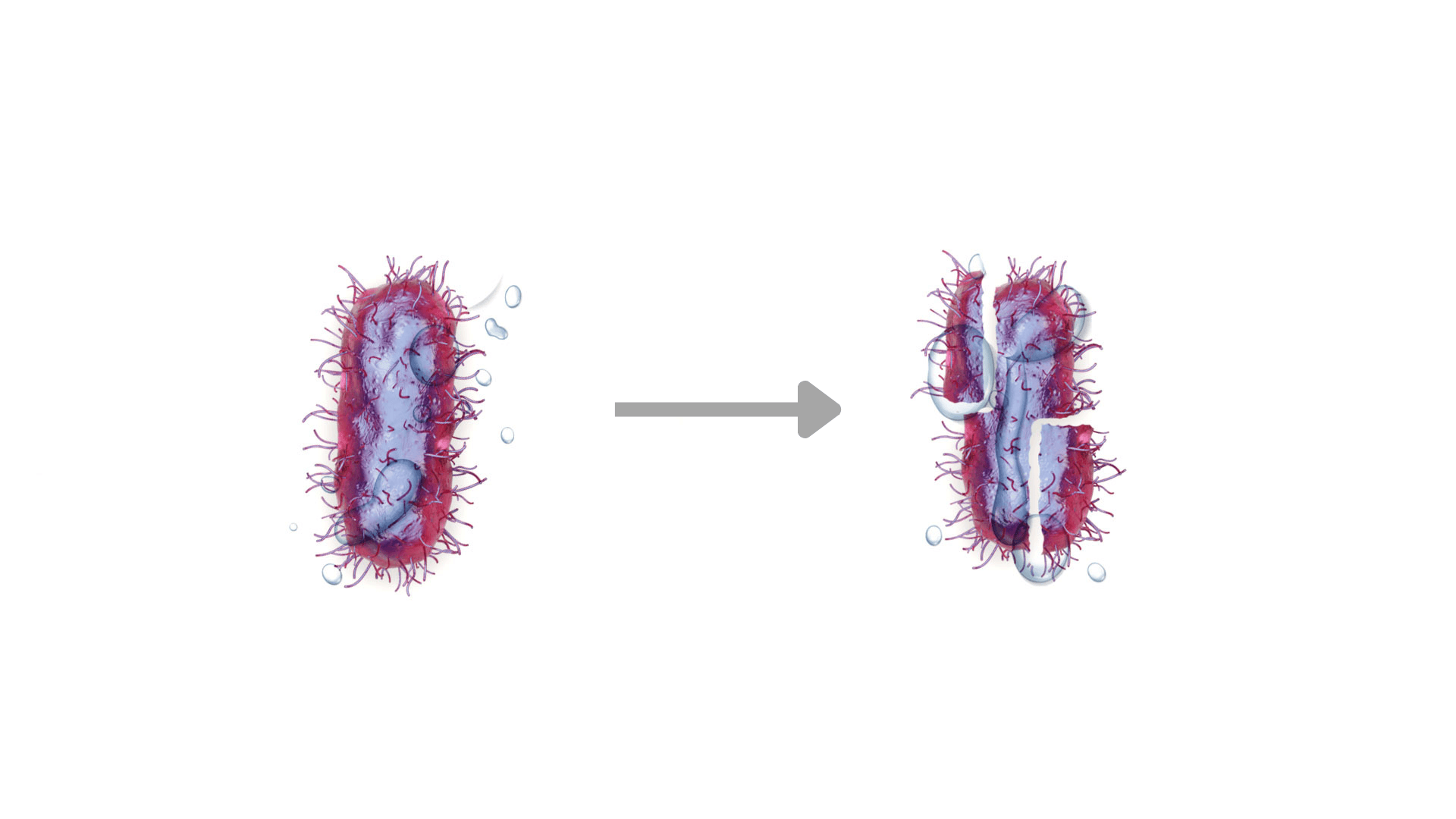 bacterias-web-1920x1080 (1).png